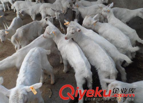 提供出售肉羊白山羊 福建白山羊养殖场 小羊羔价格的相关介绍,产