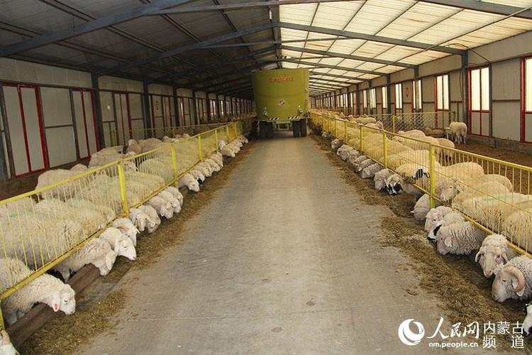 肉羊标准化养殖场建设项目实施方案