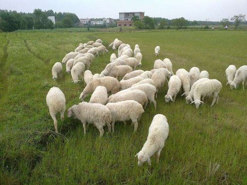 热门小尾寒羊价格大全 全网精选推荐纯种小尾寒羊养殖价格批发