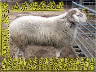 桂林市养羊场|桂林养羊基地移动版