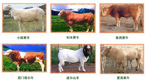 山东顺龙牧业 中国牛羊网 肉牛养殖网 肉羊规格型号及价格 肉牛肉羊