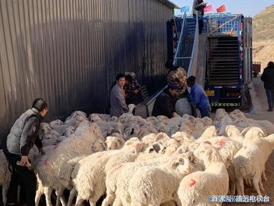 靖远县首批900只肉羊销往新疆阿克苏