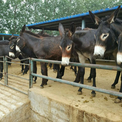 肉驴 肉驴价格 肉牛 肉羊养殖 永腾牧业养殖场 具体面议