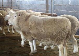 天津正牌小尾寒羊成年种羊羔多少钱一只